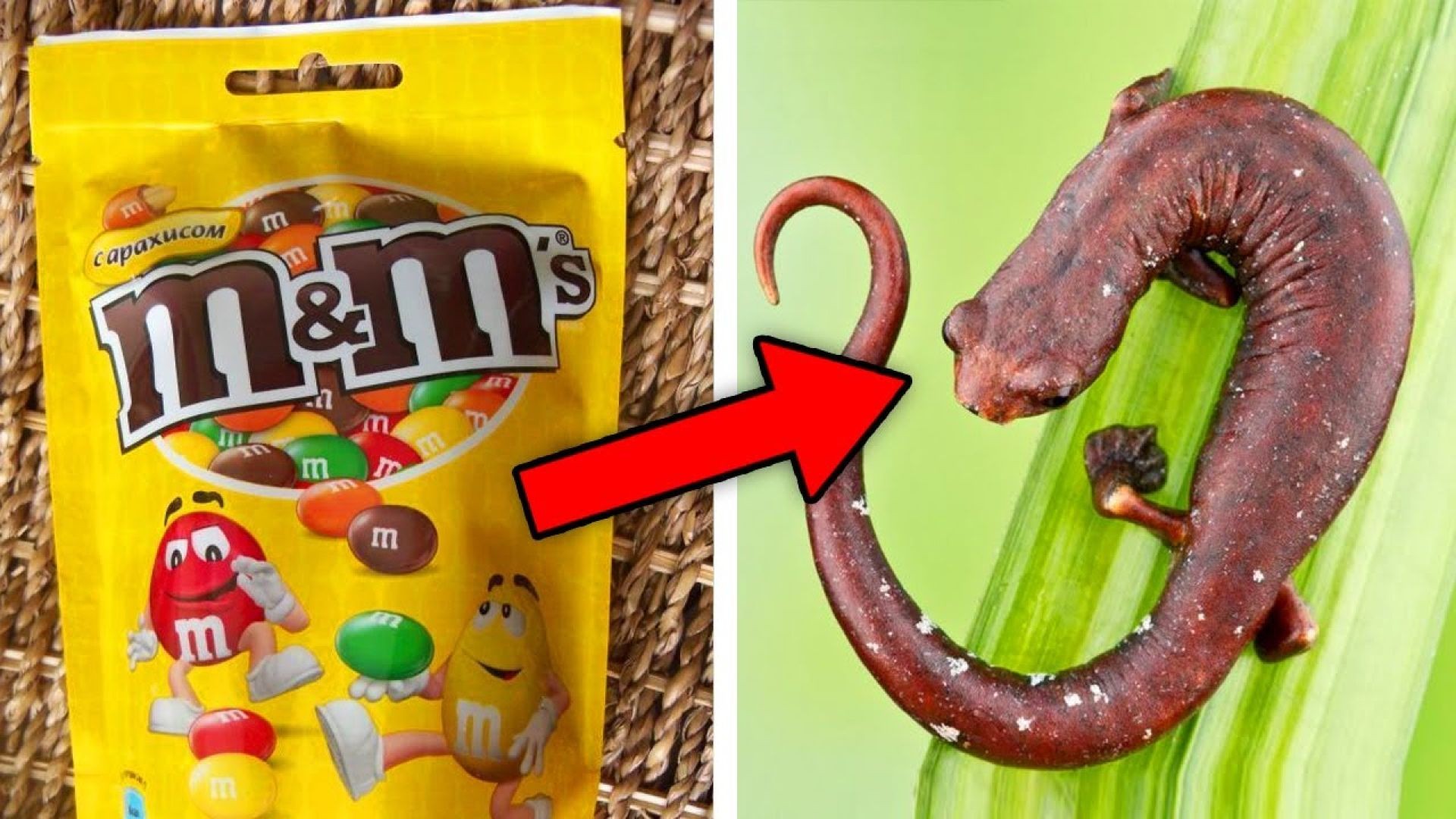 10 Products You'll Never Consume After Seeing This Video